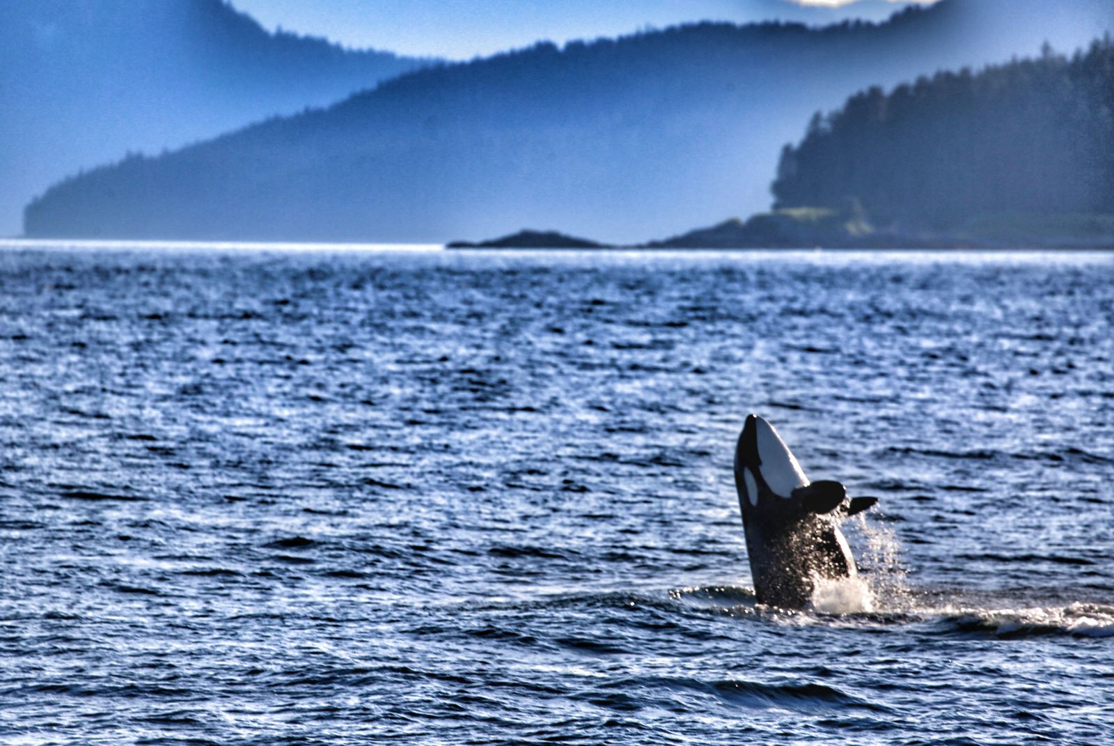 Alaska Juneau Orca