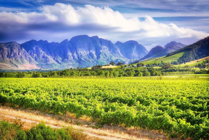 Weingebiet Südafrika