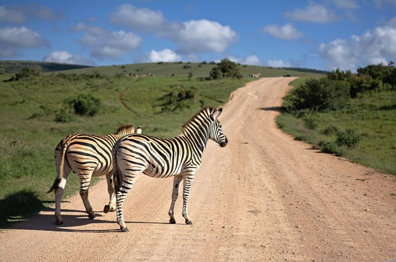 Zebra Südafrika